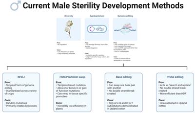 Homology-based identification of candidate genes for male sterility editing in upland cotton (Gossypium hirsutum L.)